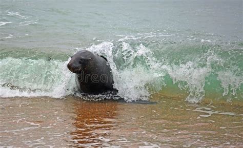 Sea Lion And Wave Stock Image Image Of Wave Famous 97922897