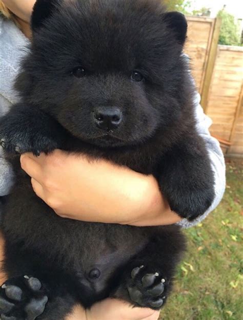 The Cutest Puppies Ever That Look Like Little Bears