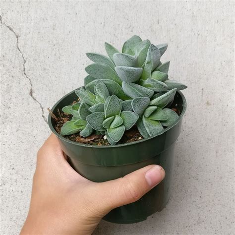 Its oblong leaves are covered in white, waxy hairs that give it a dusty look. Crassula Morgan hybrid w. Silver Springtime | Succulents ...