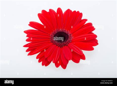 Red Gerbera Daisy Flower Stock Photo Alamy