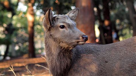 Sika Deer At The Kasuga Taisha Shrinenara Ref Youtub Flickr