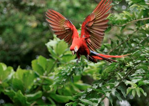 Costa Rica Endangered Parrot Breeding And Conservation Center Joins