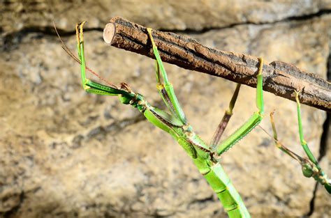 How To Best Care For Your Goliath Stick Insect