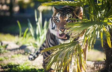 Canberras National Zoo And Aquarium Welcomes Sumatran Tiger Breeding