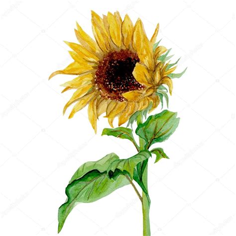 Das kraeuter loewenzahn ausmalbild aus der kategorie blumen bringt viel spaß — drucken sie die window color vorlage kraeuter loewenzahn einfach aus! Gelbe Sonnenblumen gemalt in Aquarell auf weißem ...
