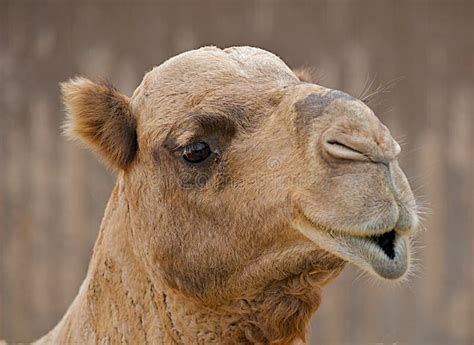 Chepa Del Camello Imagen De Archivo Imagen De Abatido 12084801