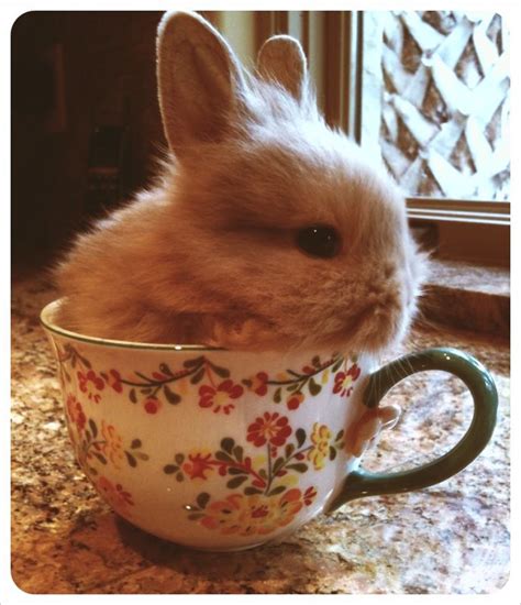 Bunny In A Teacup Cute Baby Bunnies Cute Animals Cute Bunny