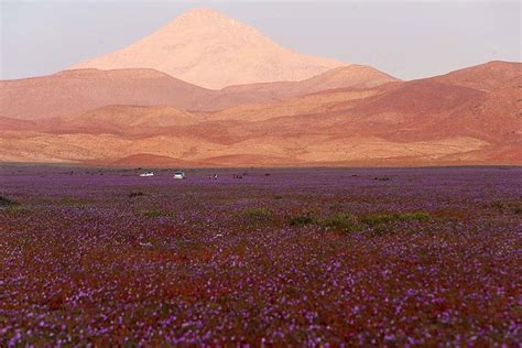 The Driest Desert Is In Full Bloom Landscape Photos Landscape