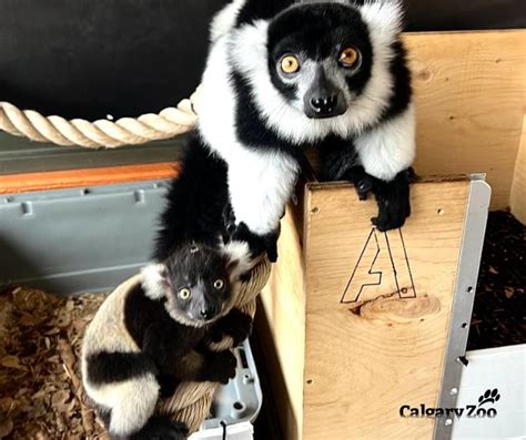Cuteness Overload An Endangered Lemur Was Born At The Calgary Zoo News