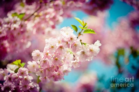 Sakura Blossoms Pink Cherry Artmiflv Photograph By Raimond Klavins