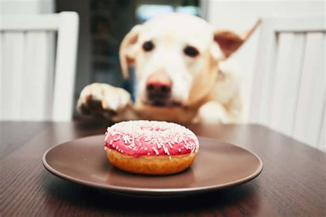How To Make Donuts For Your Dog