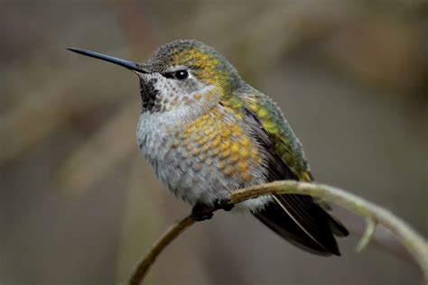 Female Hummingbirds Facts And Pictures Bird Advisors