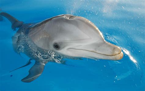 Animals Mammals Dolphin Wallpapers Hd Desktop And Mobile