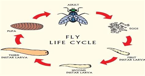 Life Cycle Of Fly