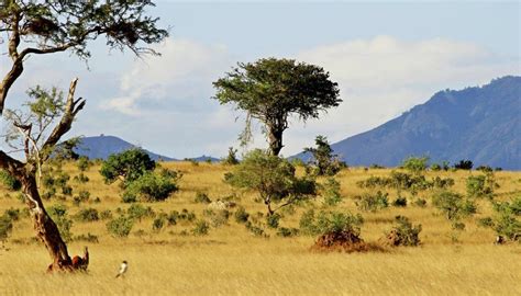 The African Savanna Is A Vast Rolling Grassland Primarily Found In The