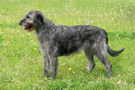 Irish Wolfhound Dogs Breed Facts Information And Advice Pets4homes