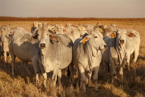Brahman Cows Guide Info And Facts