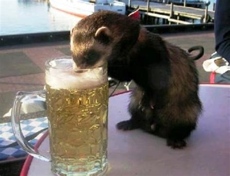 Animals Drinking Beer List