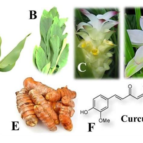 Turmeric Curcuma Longa L Plants Are With The Following Features