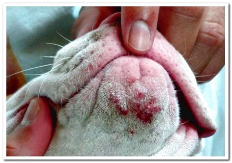 Canine Acne Causes And Treatment Dogsis