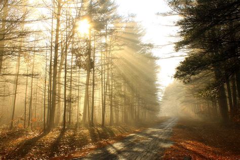 Foggy Sun Rays And Forest Road Photograph By John Burk Fine Art America