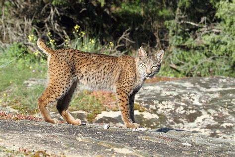 Endangered Iberian Lynx Is Being Saved From Extinction With Breeding