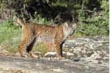 Where is the lynx bus? Endangered Iberian lynx is being saved from extinction with breeding programme and thousands of ...
