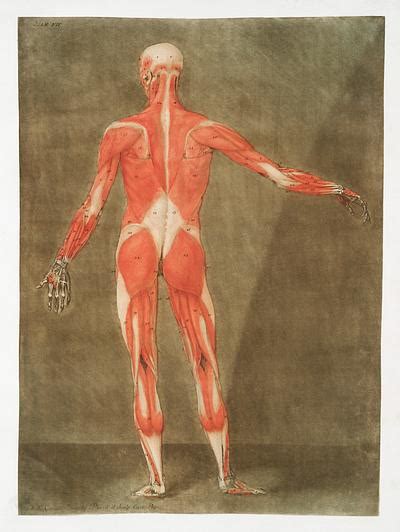 Anatomical Illustrations Free Public Domain Anatomy Images Rawpixel