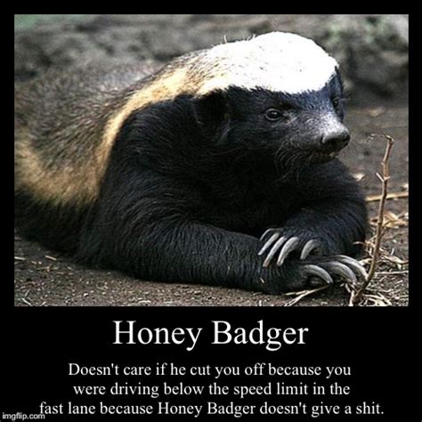 Honey Badger Don T Care Meme Photos Cantik