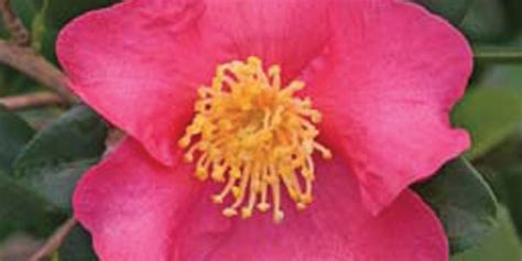 Autumn Sunblaze® Rose Cam Too Camellia Nursery