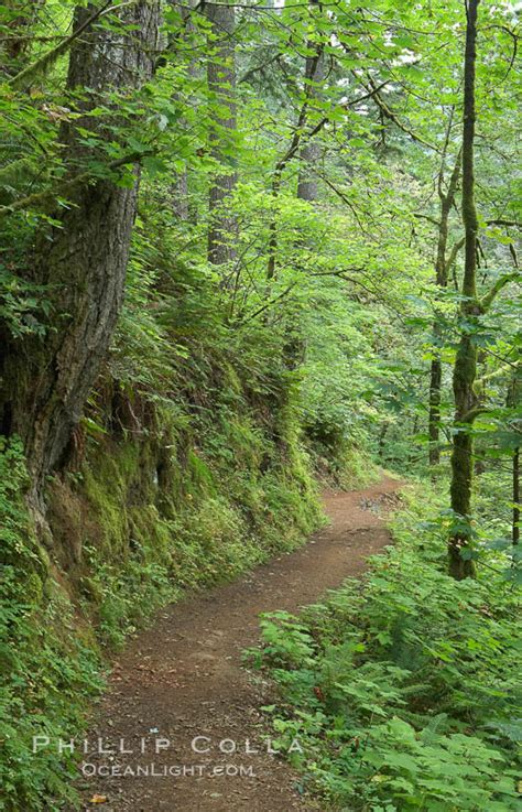 Oneonta Trail Oneonta Gorge Columbia River Gorge National Scenic Area