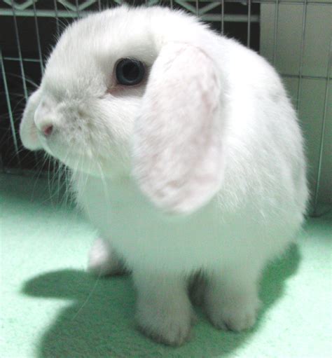 Holland Lop Blue Eyed White Rabbit Usa Baby Bunnies Cute Bunny White