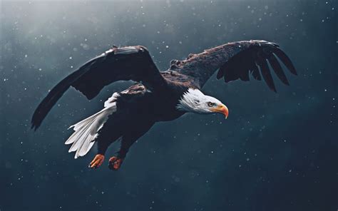 Descargar Fondos De Pantalla Flying Bald Eagle 4k Faune Symbole Usa