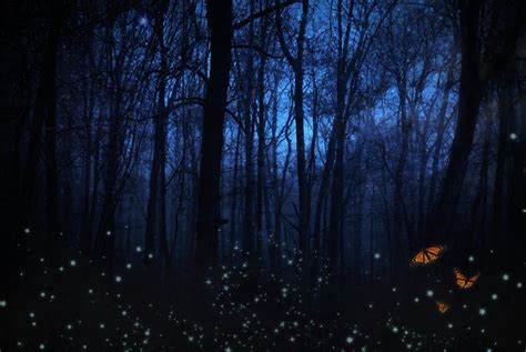 Night Forest Free Stock Photo - Public Domain Pictures