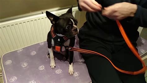 Putting On A Truelove Dog Harness With Front Clip And Handle Youtube