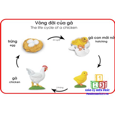 Mô Hình Quá Trình Sinh Trưởng Của Con Gà Hiển Phát Montessori123