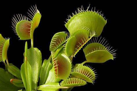 The Ultimate Guide To Carnivorous Plants Kiwi Nurseries Ltd