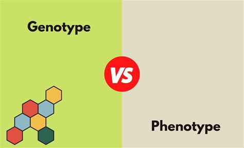 Genotype Vs Phenotype Whats The Difference With Table