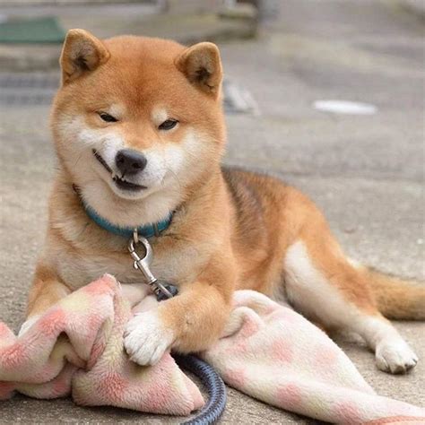 Meet The Shiba Inu Whos Become An Instagram Star For His