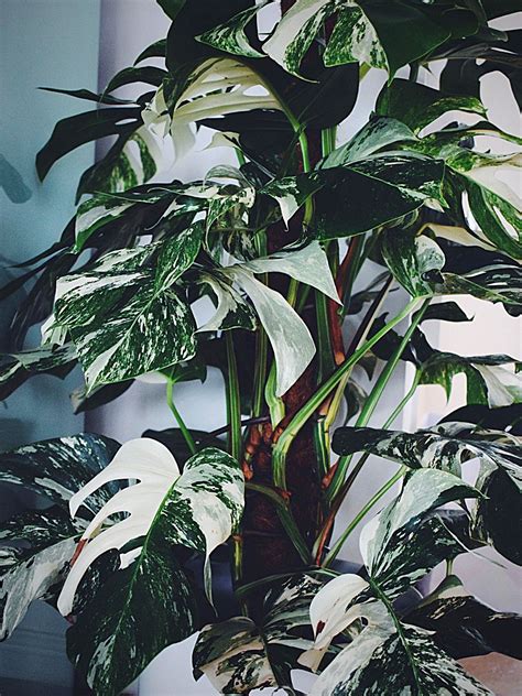 Some small plant shops and boutiques carry variegated monstera. All Variegated Monstera Plants Together - Albo, Aurea ...