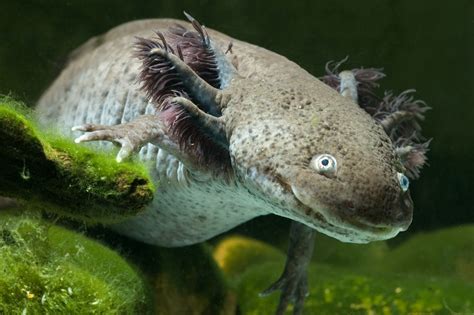 Axolotls Guide What Are They What Do They Eat And Do They Make Good