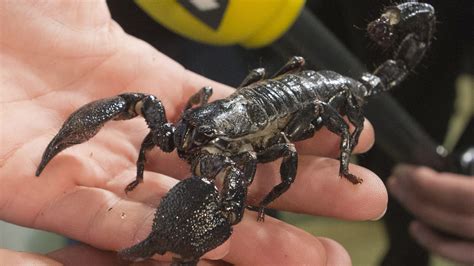 Scorpion Falls Out Of Overhead Bin Stings Passenger On United Airlines