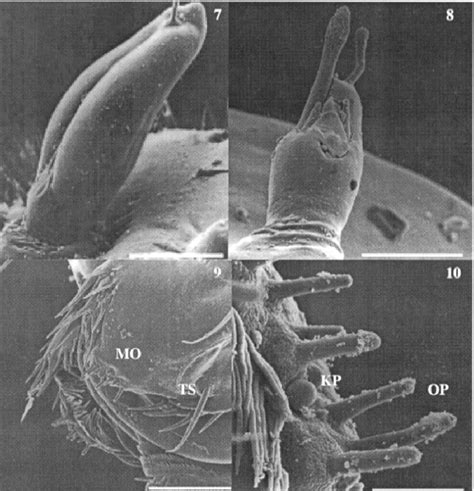 Lutzomyia sericea antenna bar µm Fig L evandroi antenna Download Scientific