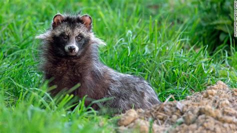 Meet The Raccoon Dog The Only Canid Known To Hibernate