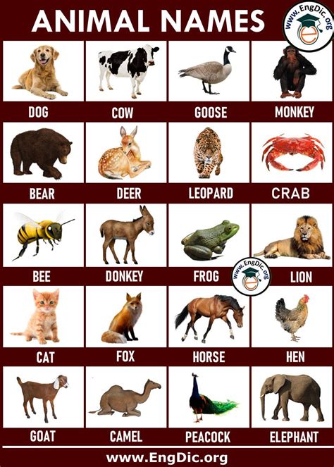 500 Animals Name List In English A To Z Pictures And Pdf Engdic
