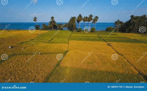 Aerial View Of A Rice Field Philippines Stock Image Image Of Outdoor