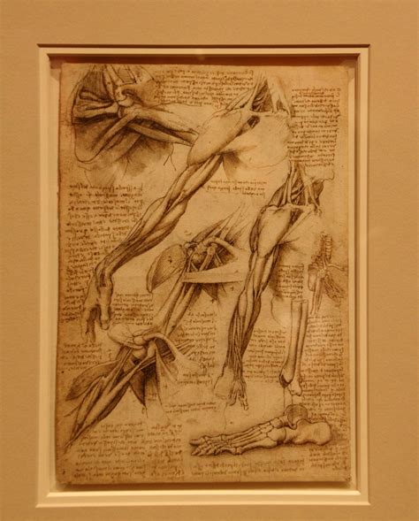 Leonardo Da Vinci Anatomist 20 The Queens Gallery Buck Flickr