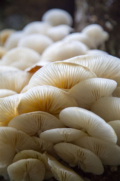 Mushrooms Free Stock Photo - Public Domain Pictures