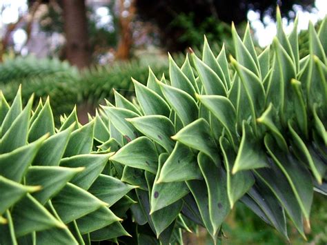 The latest ones are on jun 20, 2021 12 new monkey tree for sale nursery results have been found in the last 90 days, which means that every 8, a new monkey tree. Chelsea Physic Garden 4