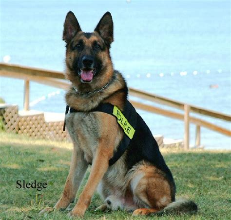 Beautiful German Shepherd Police Dog